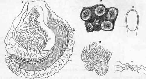 1. Oyster (Ostrea edulis), showing the ramifications and excretory duct of the generative system..