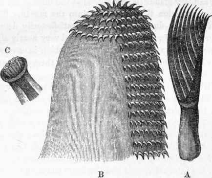 A, one of the jaws of Clio borealis. B, the tongue, with its recurved spines.