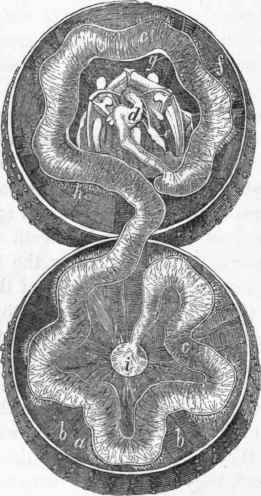 Alimentary canal of Echinus esculentus: a, interior of shell; b, ambulacral foramina.