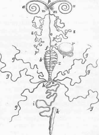 Alimentary canal of a Butterfly: a a, proboscis; p, mouth; m m, pharynx.