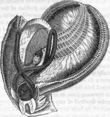 Alimentary canal of the Oyster (Ostrea edulls.)