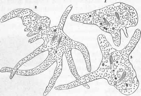 Amoeba princeps (Ehr.), magnified 300 diameters. The figures 1, 2, 3 exhibit the same animal and its protean changes of form.