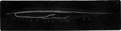 Amphioxus.