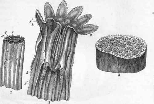 Anatomy of Alcyonidium elegans (after Milne Edwards.)