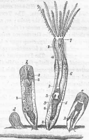 Anatomy of Bowerbankia densa (after Farre.) a, The animal with its tentacula expanded.