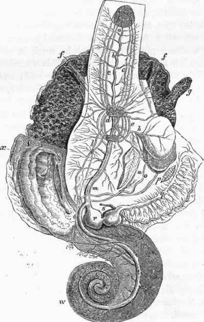 Anatomy of Buccinum.