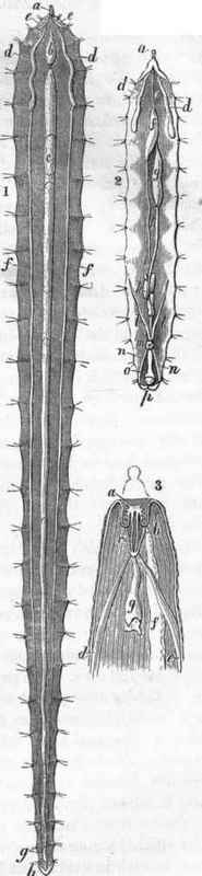 Anatomy of Echinorhynchus gigas, female (after Cloquet.)