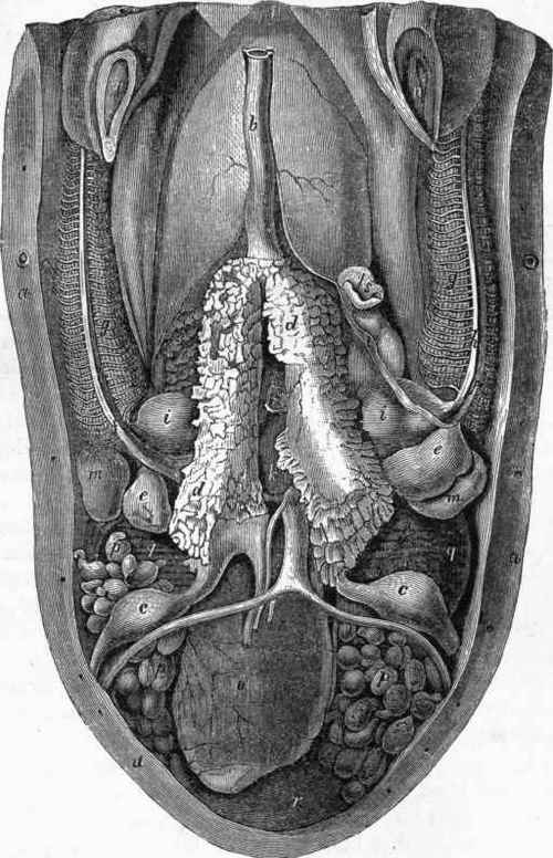 Anatomy of the Cuttle fish (after Hunter): a a, section of the mantle.