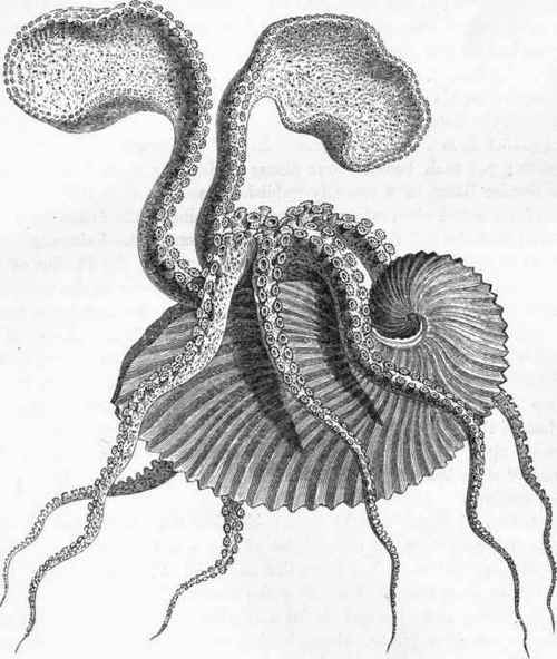 Argonaut (Argonatda Arqo.) (After Poli.)