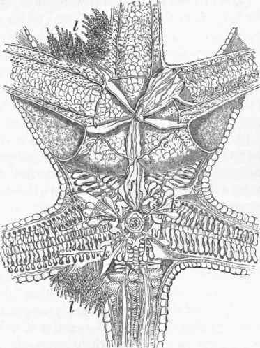 Asterias auranfiaca opened from above: a, dorsal parietes reflected.