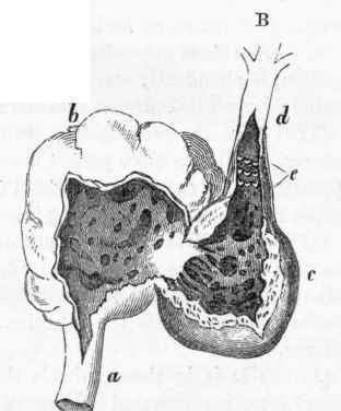 B. Ordinary structure of a Fish's heart.