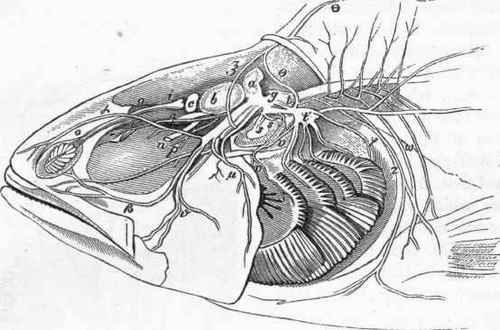 Brain and cerebral nerves of the Perch (after Cuvier.)