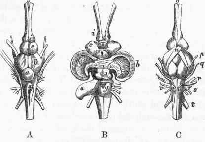Brain of the Perch (after Cuvier): a, cerebellum; b, cerebrum.