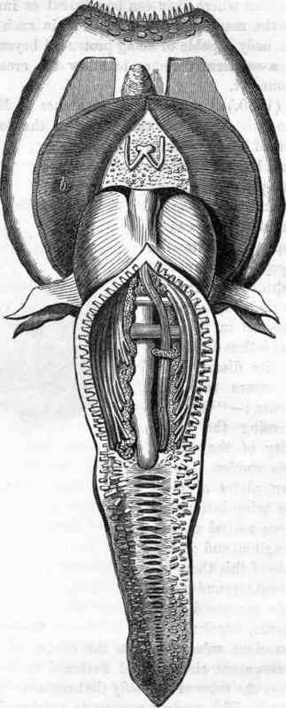 Cardium rusticum.