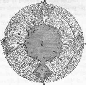 Cassiopea Borbonica.