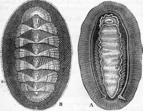 Chiton: A, ventral; B, dorsal aspect.