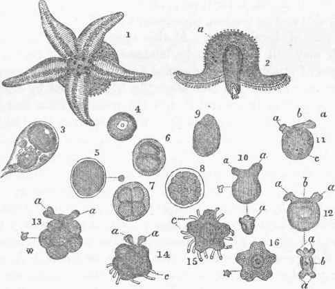 Development of Star fish. 1. Echinaster sanguinolentus seen from below.