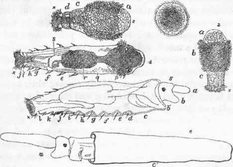 Development of Terebella nebulosa. (After Milne Edwards.)