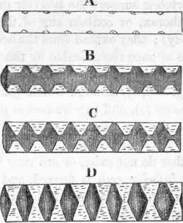 Development of vertebral column.