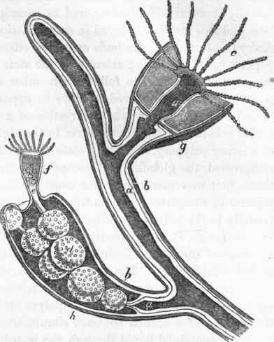 Diagram representing section of a Sertularian zoophyte, a, inner or nutritive layer.