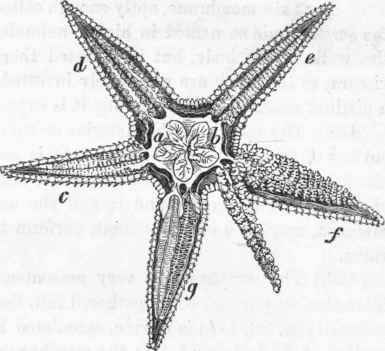 Digestive apparatus of Asterias: a, stomach; b, hepatic (?) glands.