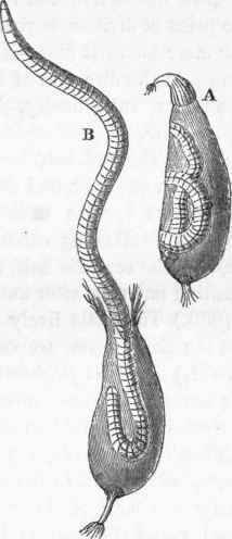 Eggs of the Earthworm.