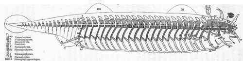 Elements composing the typical vertebrate skeleton (after Owen.)