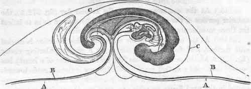 Embryo about the fifth day of incubation.