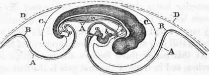 Embryo in a more advanced stage.