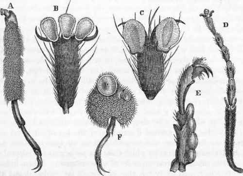Feet of insects:   A, F, Dytiscus. B, Bibio febrilis. c, Musca damestica. D, Cimbex lutea.