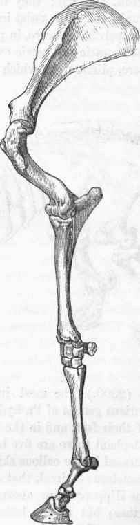 Fore leg of the Horse.