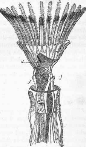 Fredericella sultana: d, mouth; f, pharynx; j, anal orifice.