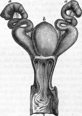Generative organs of female Ornithorhynchus.