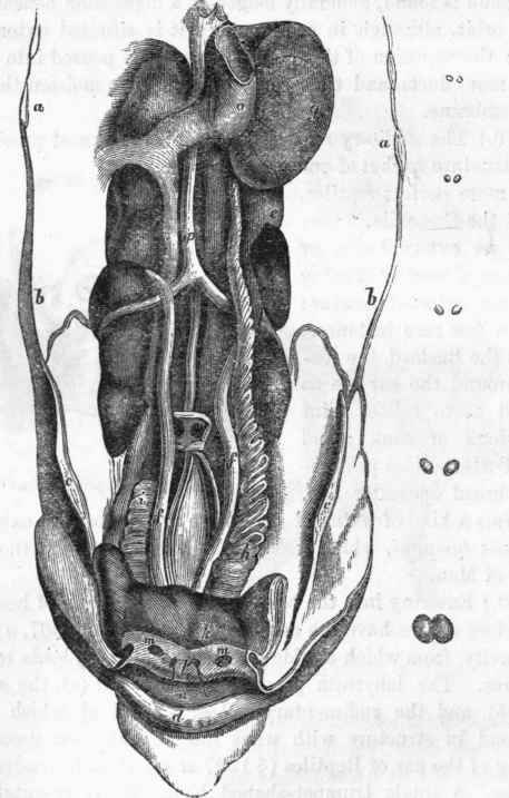 Generative organs of the Cock.