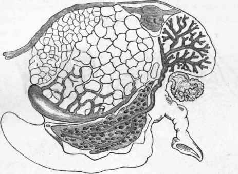 Gland of Bojanus.