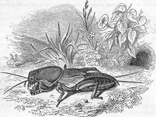 Gryllotalpa vulgaris.