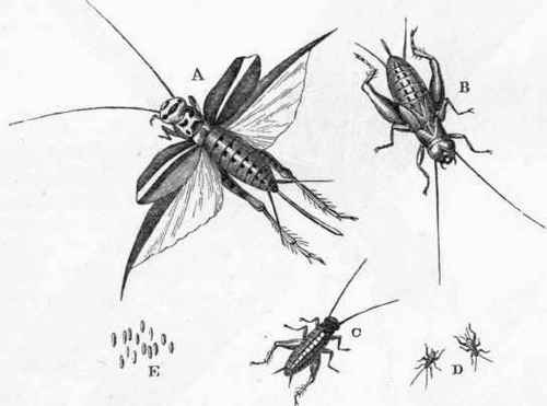Gryllus domestieus.