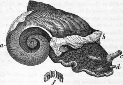 Helix pomatia, removed from its shell.