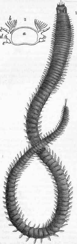 Laoclicoa antennata.