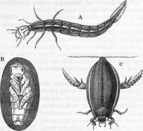 Metamorphoses of Dytiscus.