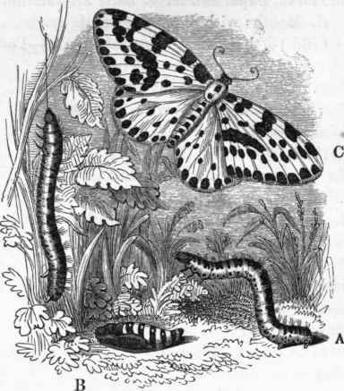 Metamorphoses of Lepidoptera.