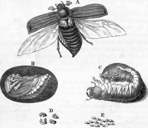 Metamorphoses of Melolontha.
