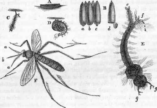 Metamorphoses of the Gnat (Culex pipiens): A, Boat of eggs.