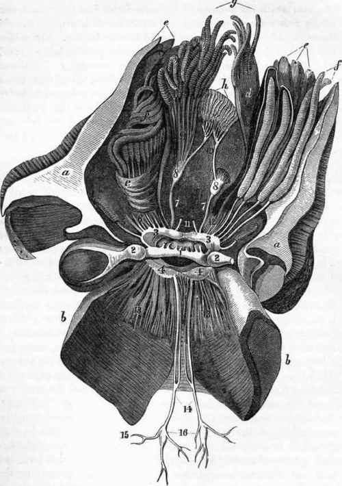 Nervous system of Nautilus Pompilius (after Owen): a a,bb, cut edges of the mantle.