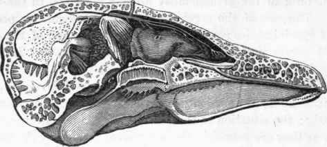 Olfactory apparatus in a Goose.