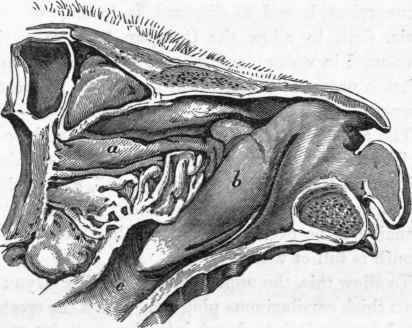 Olfactory apparatus of the Lion.
