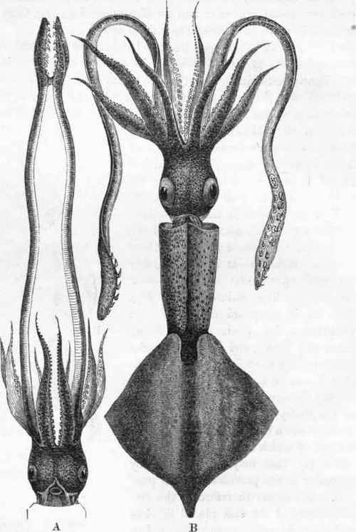 Onychoteuthis, showing the structure of the arms.