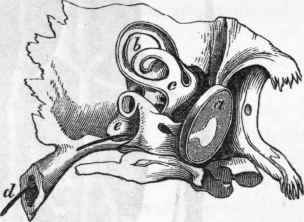 Organ of hearing in the Owl.