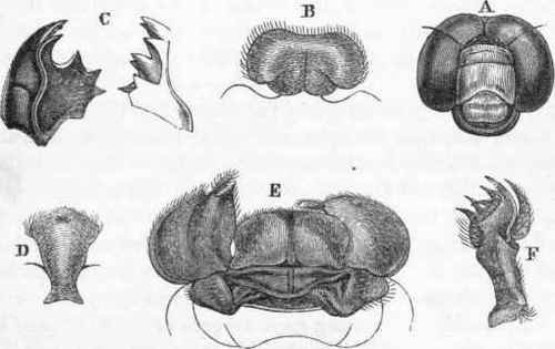 Parts of the mouth of a Dragon fly.