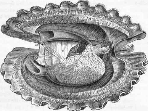 Pecten Jacobaea.